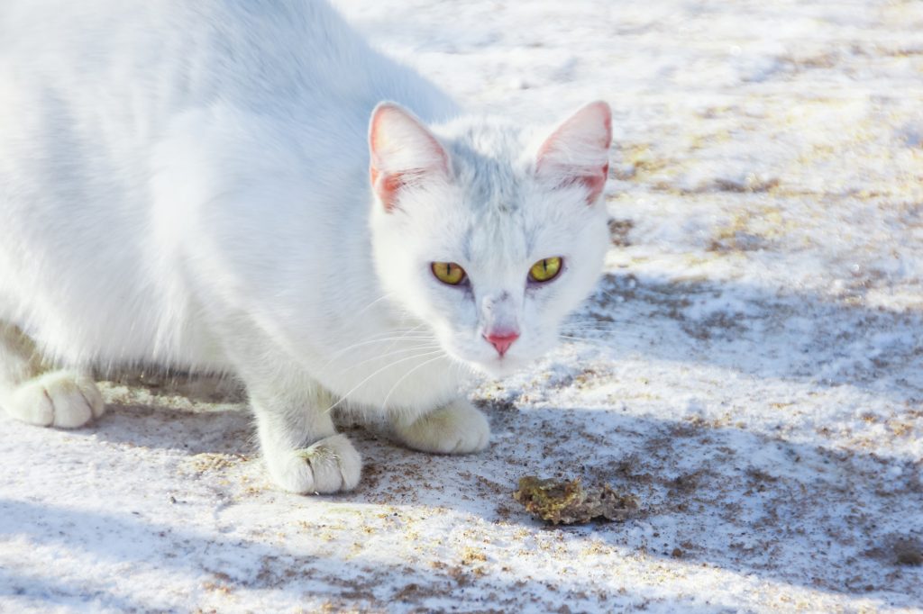 cats eat bugs