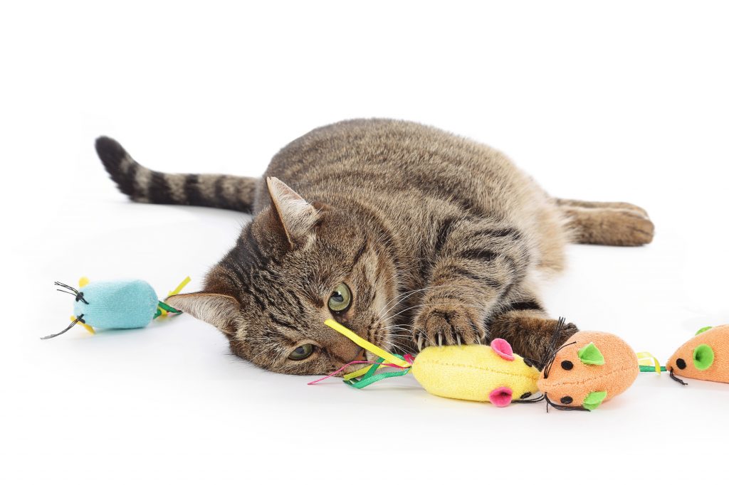 fun cat toys