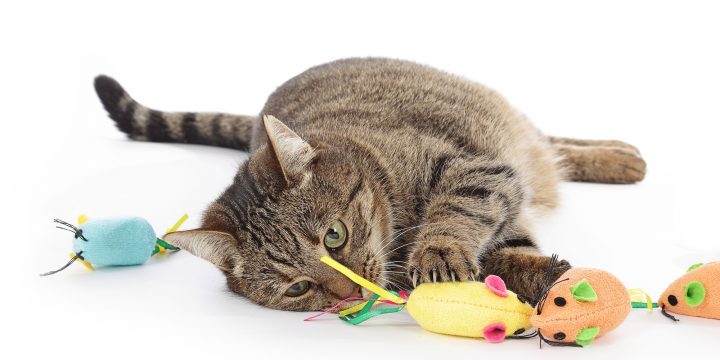 10 Fun Cat Toys That Your Cat Will Fall in Love With