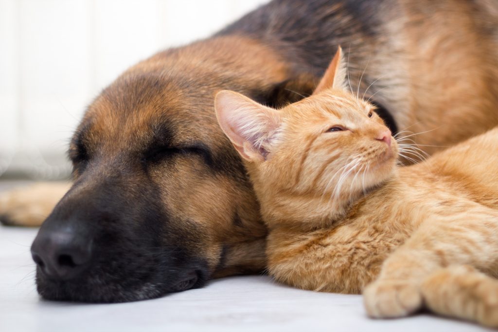 safe to give dogs cbd oil