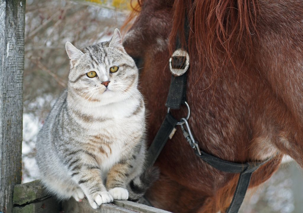 cat and horse