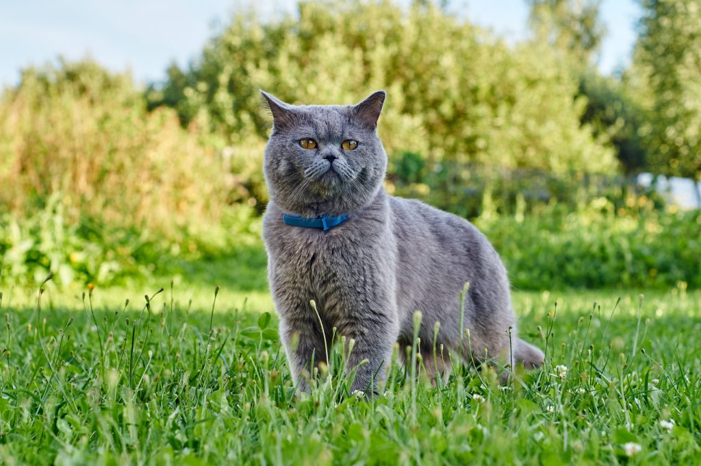 cat collar