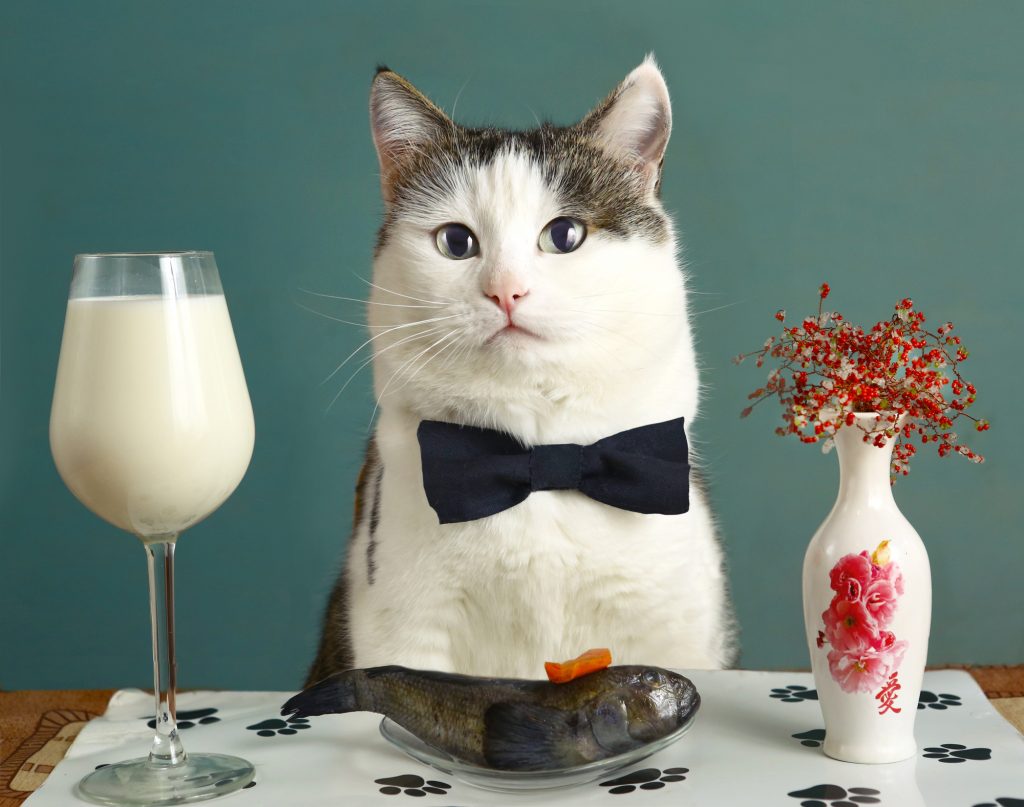cat diet