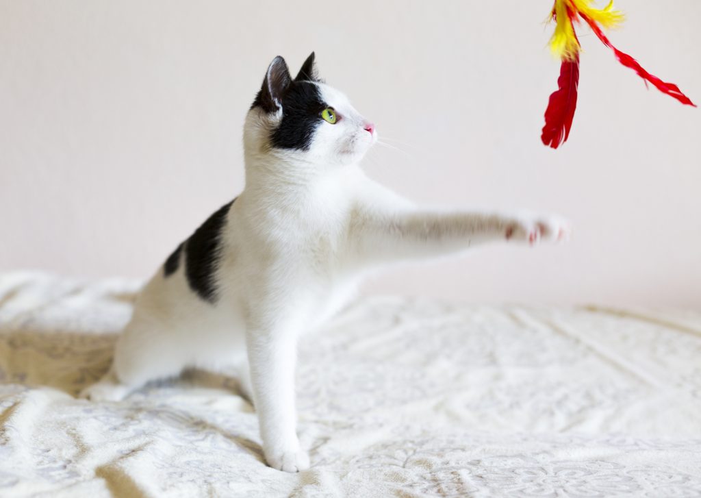 cat toys