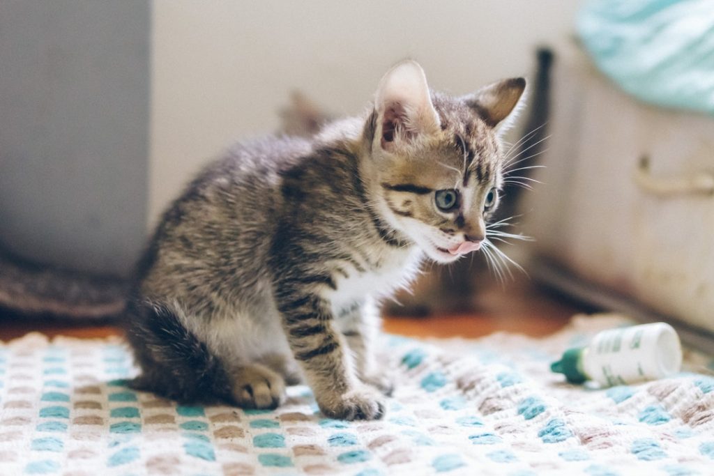 discount pet medication