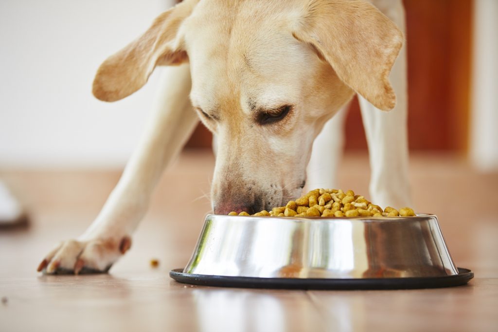 dog food
