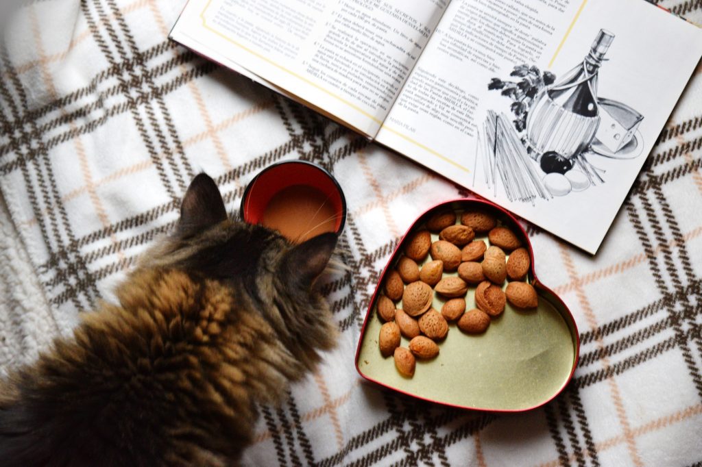 types of cat food
