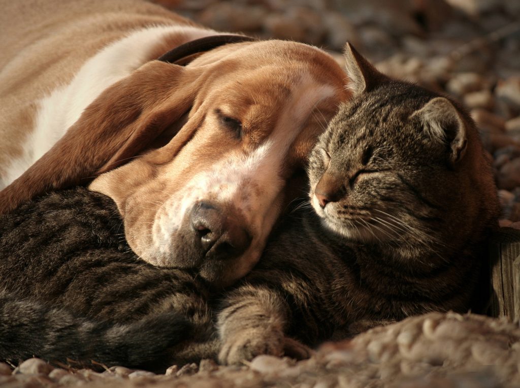 cat friendly dog breeds