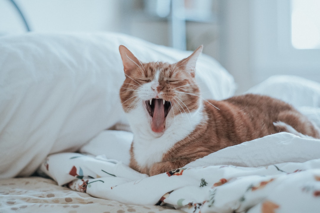Over the Rainbow Bridge: How Long Do Cats Live?