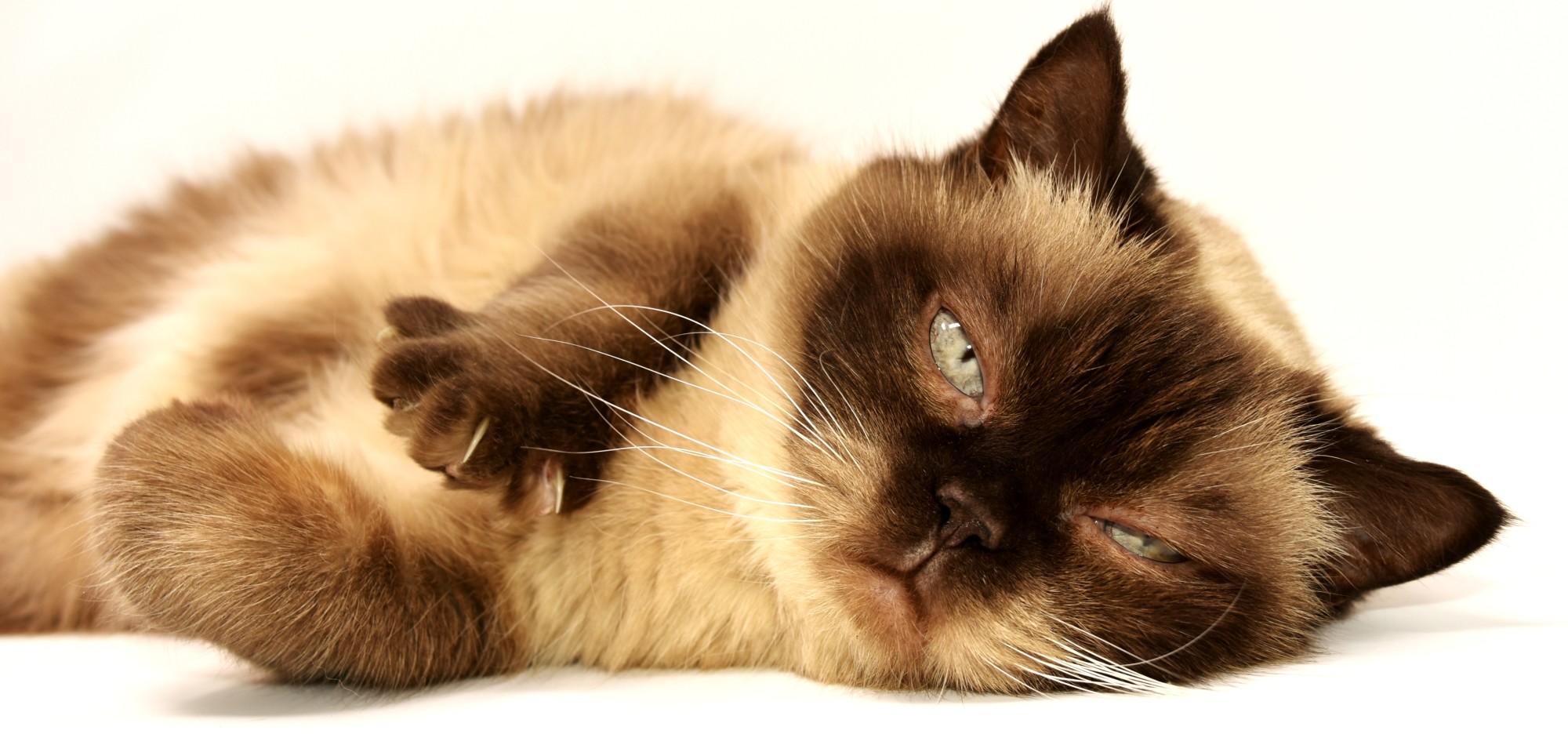 Kitty 911! Cat Emergencies You Should Never Ignore