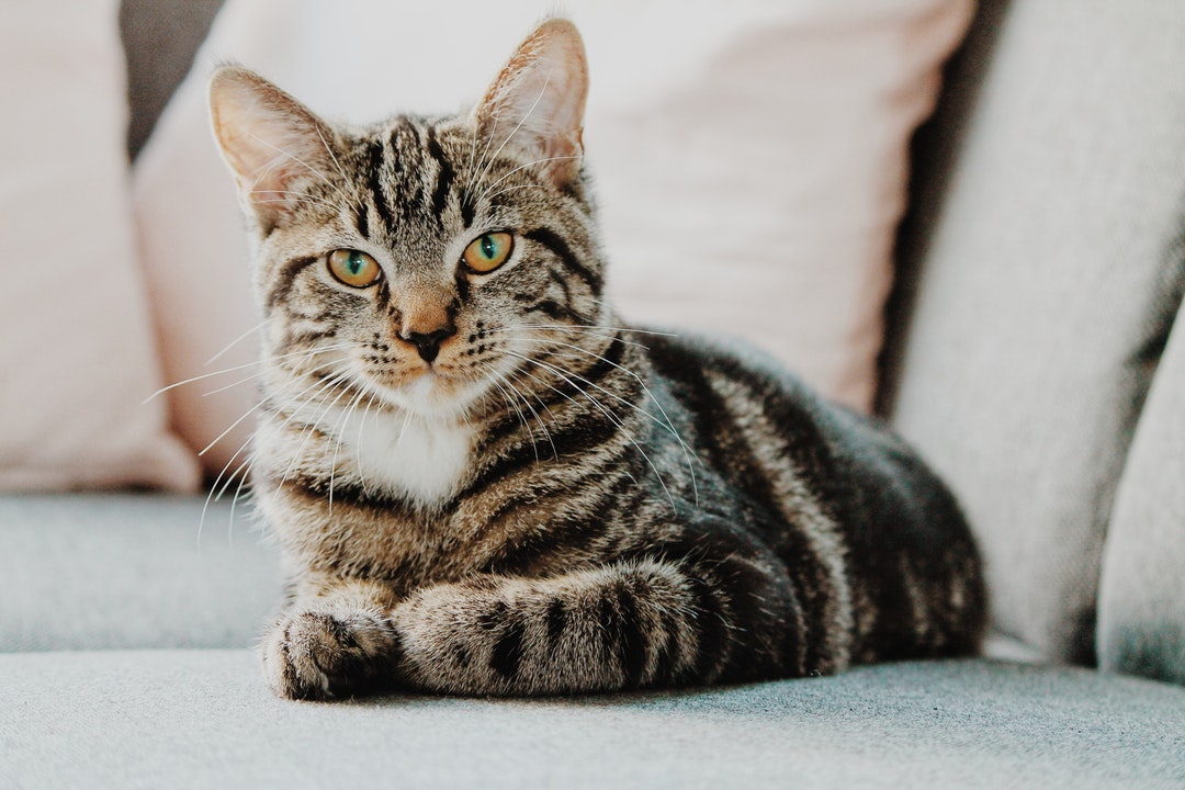 When a Lion Loses Its Mane: The Most Common Cat Skin Problems and Conditions