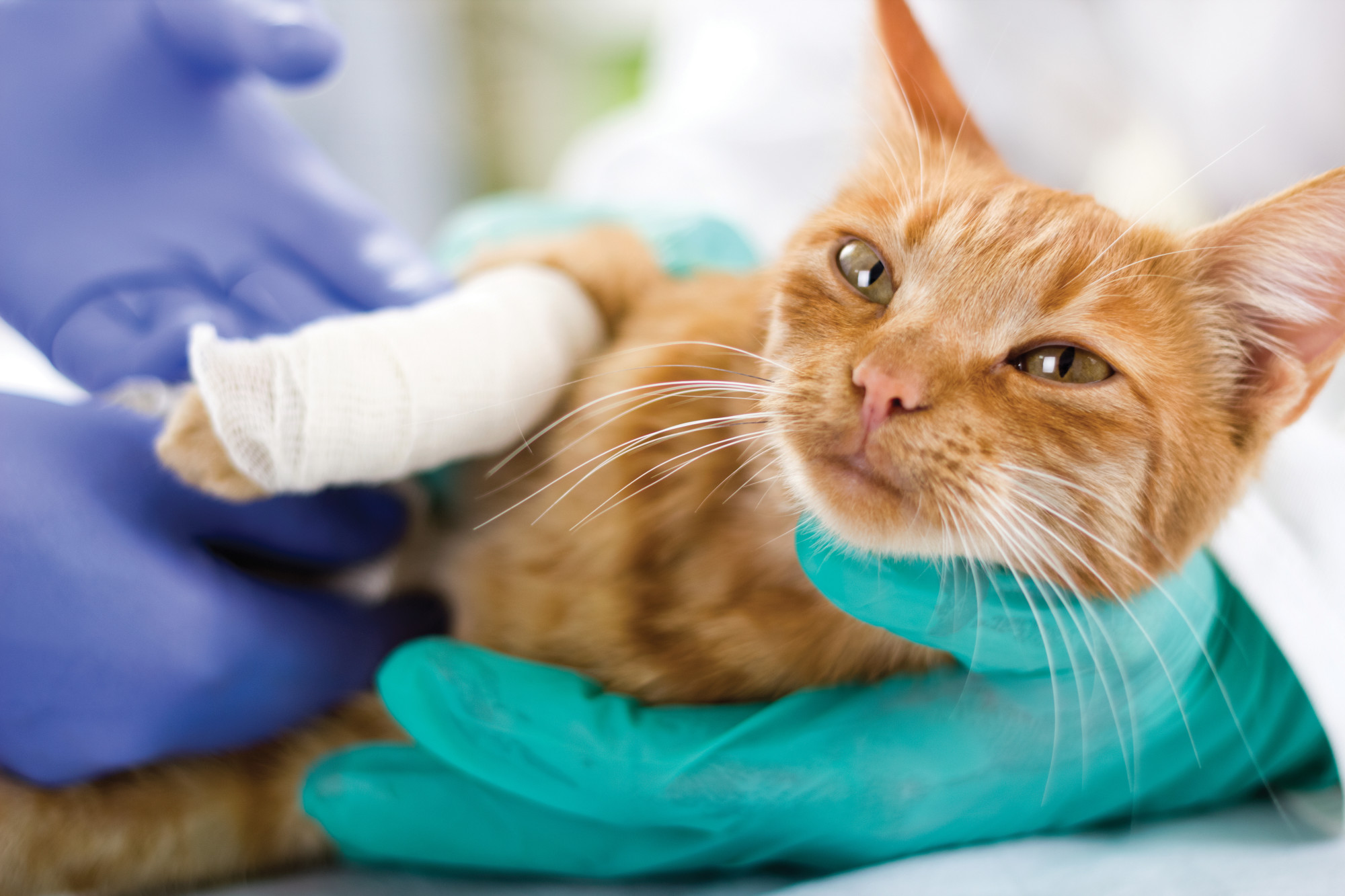 Kitty Care: 7 Things To Know About Pet Insurance For Your Cat