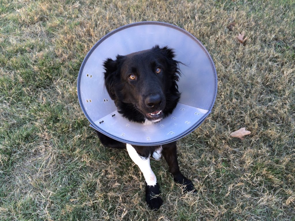 dog with cone