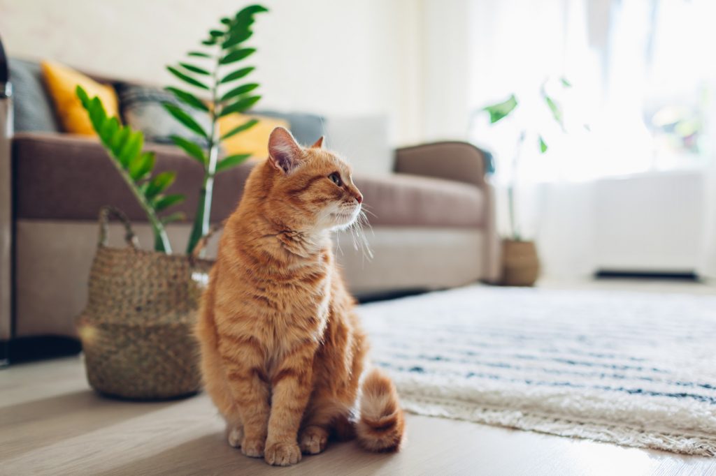 cat in house