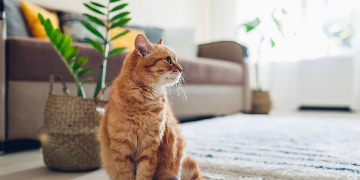 Have a Multiple Cat House? Here’s How to Keep it Clean