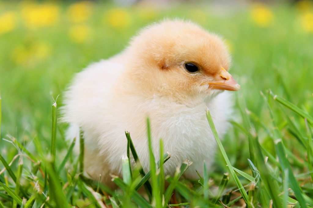 chick in grass