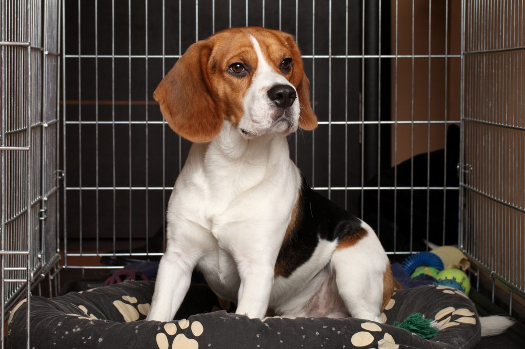 dog in crate