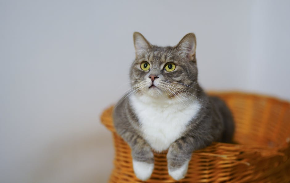 New Pet Owner’s Guide: 7 Purrfectly Simple Tips for Training a Cat