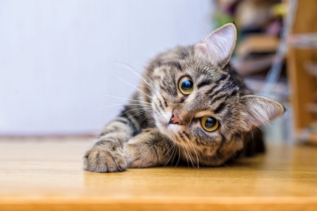 cat on table