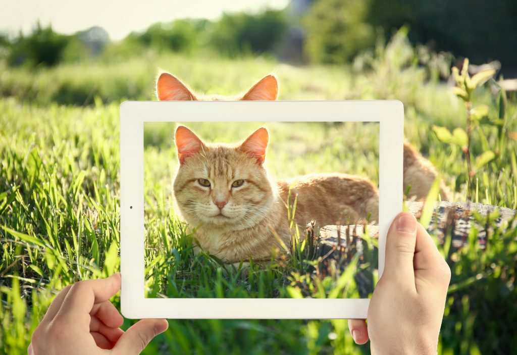 pet photo in front of cat