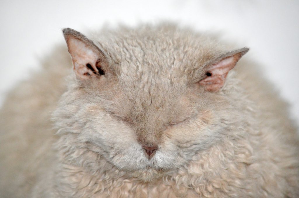 overweight cat