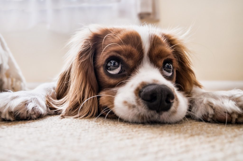 dog on floor