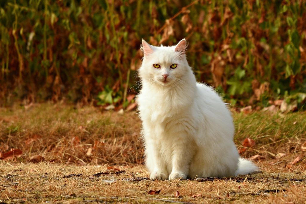 White Cat Sitting on the Ground