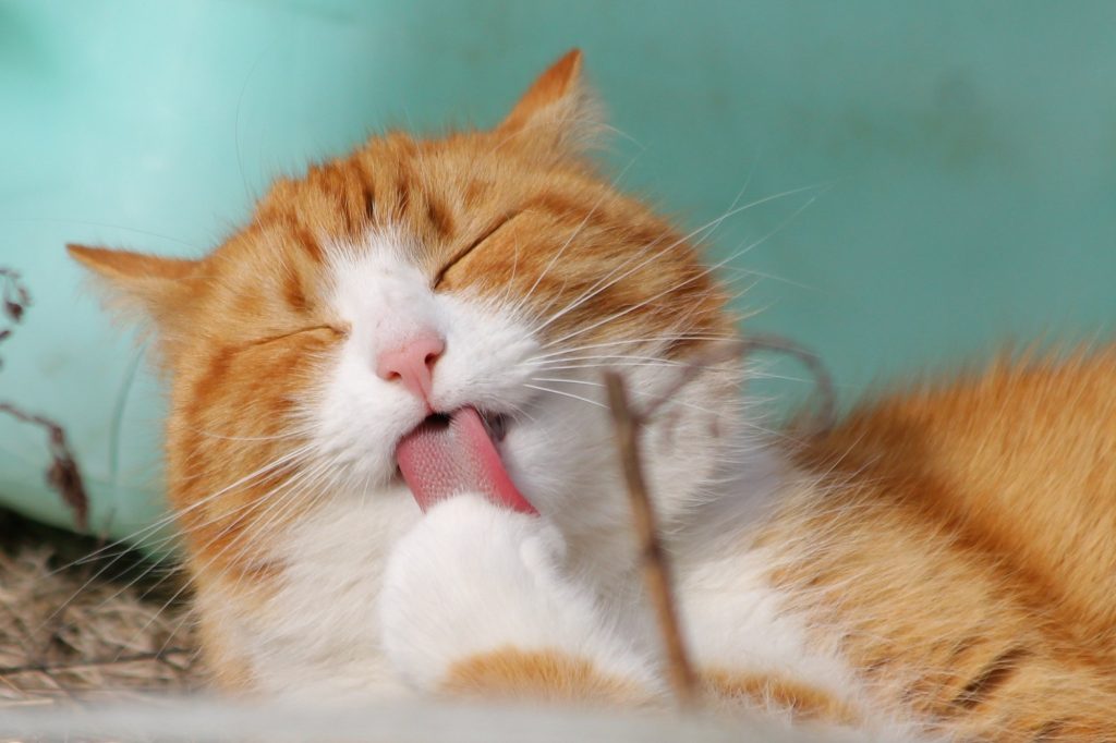 Cat Licking Its Paws