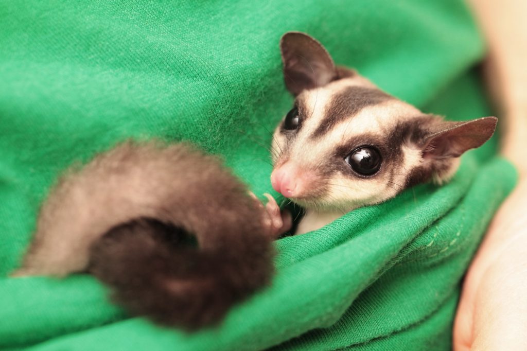 Sugar Glider as Pets