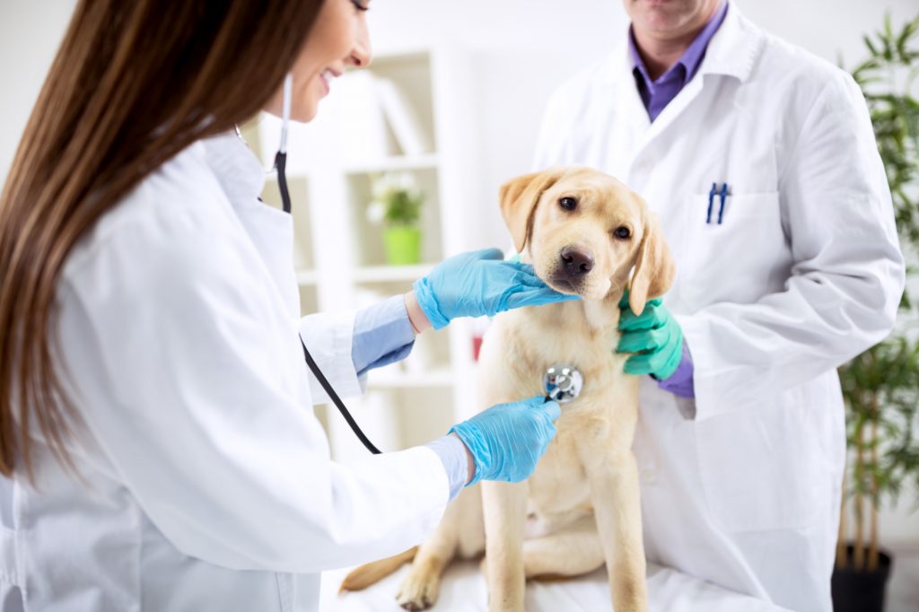 Vets Taking Care of a Dog