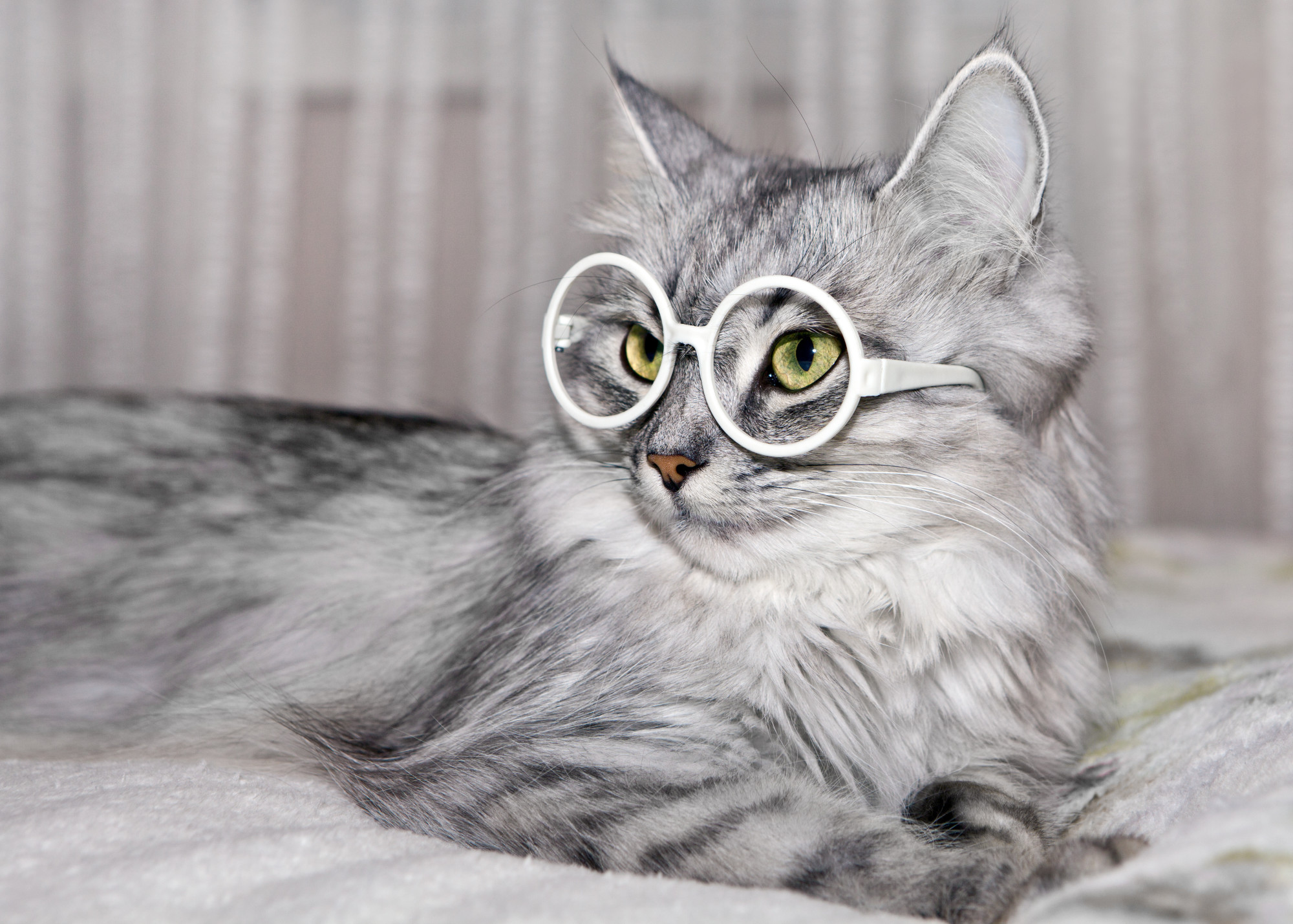 Kitty Love: 9 Cutest Cat Breeds That Make Great Pets