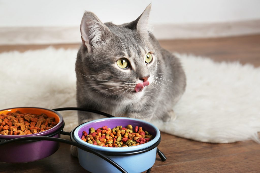 Cat Eating Cat Food