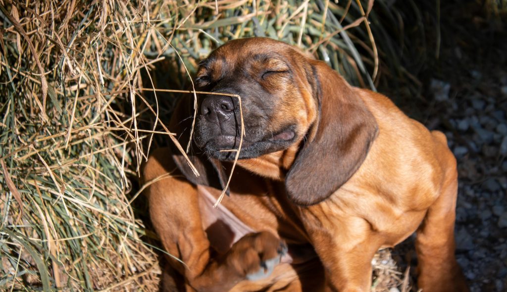 Dog on a Grassy Field