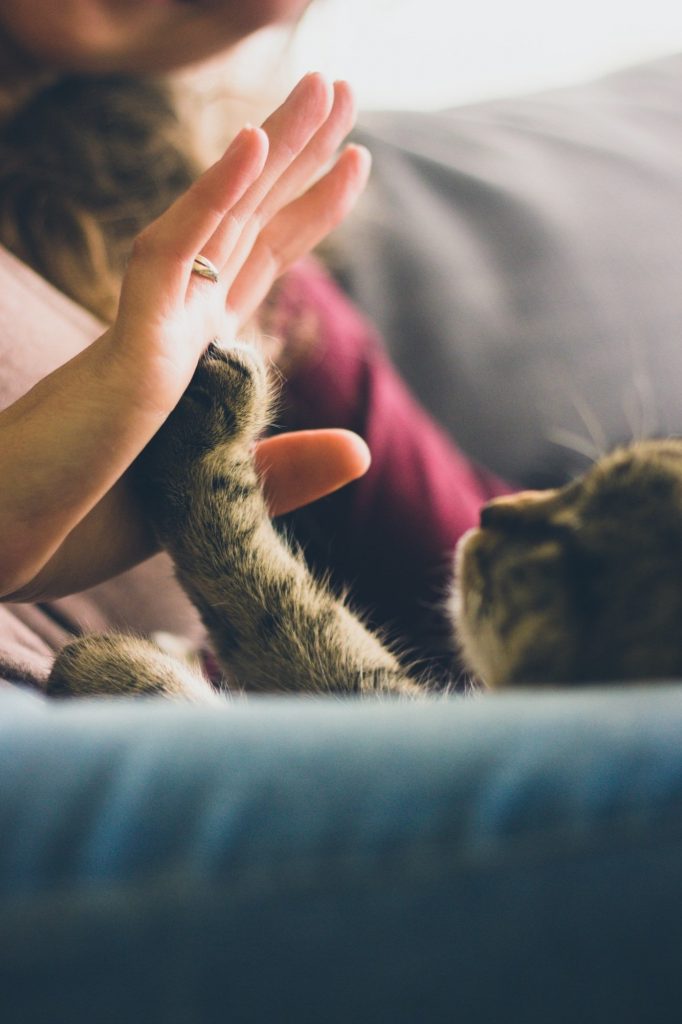 Getting a Cat