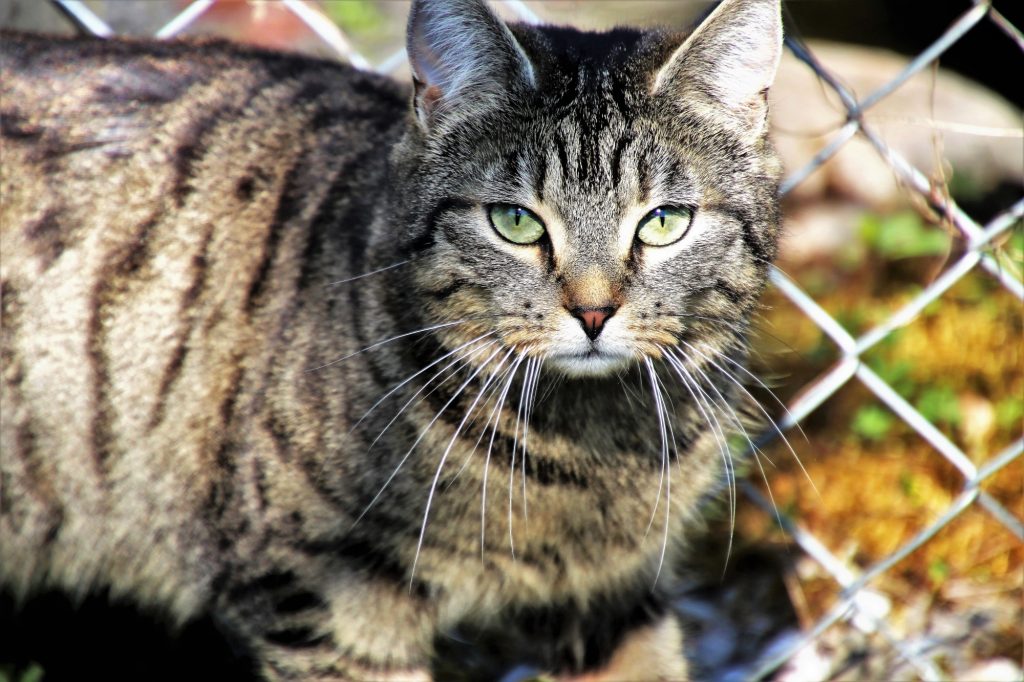 Outdoor Cat Shelter