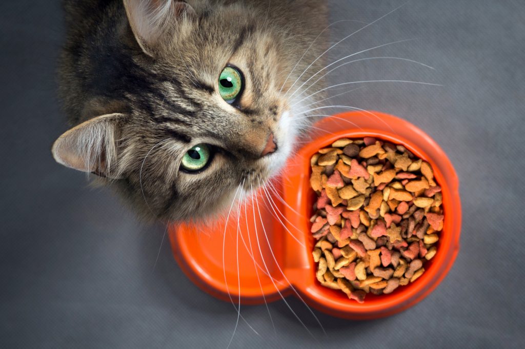 Cat Food Portions