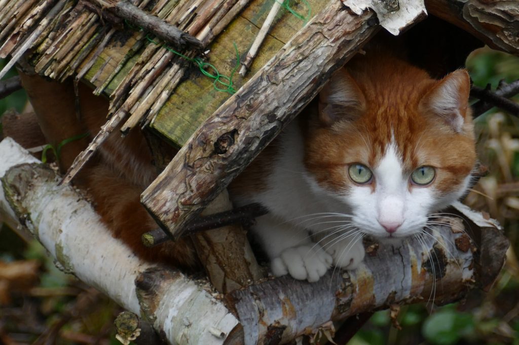 Cat Feeders