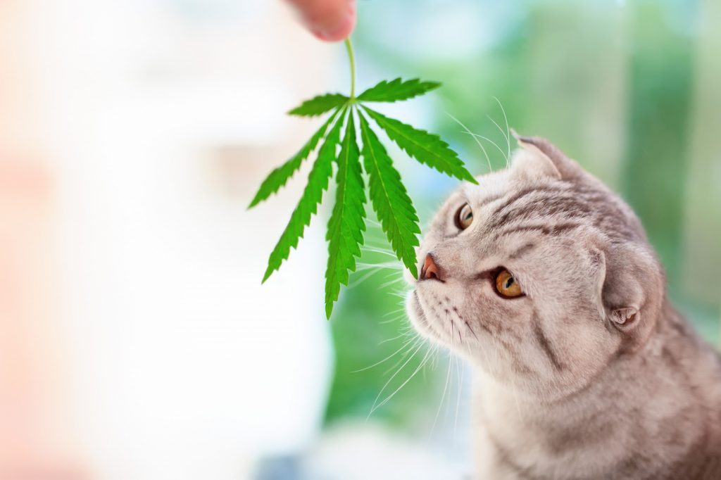 CBD Oil for Cats