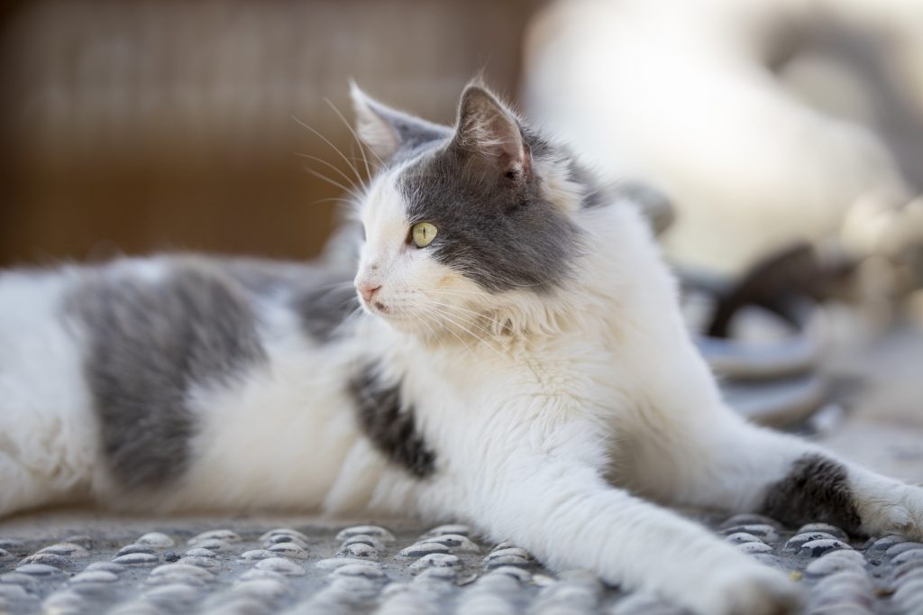 Cat Hair