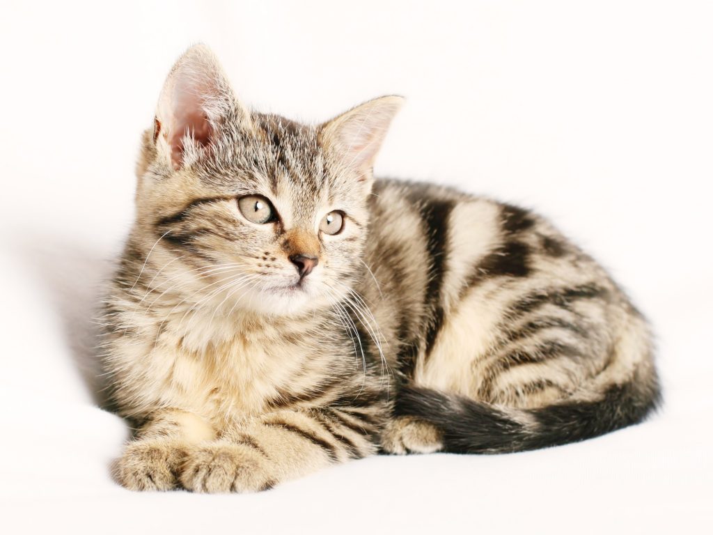 Remove Cat Vomit Stains From Carpet