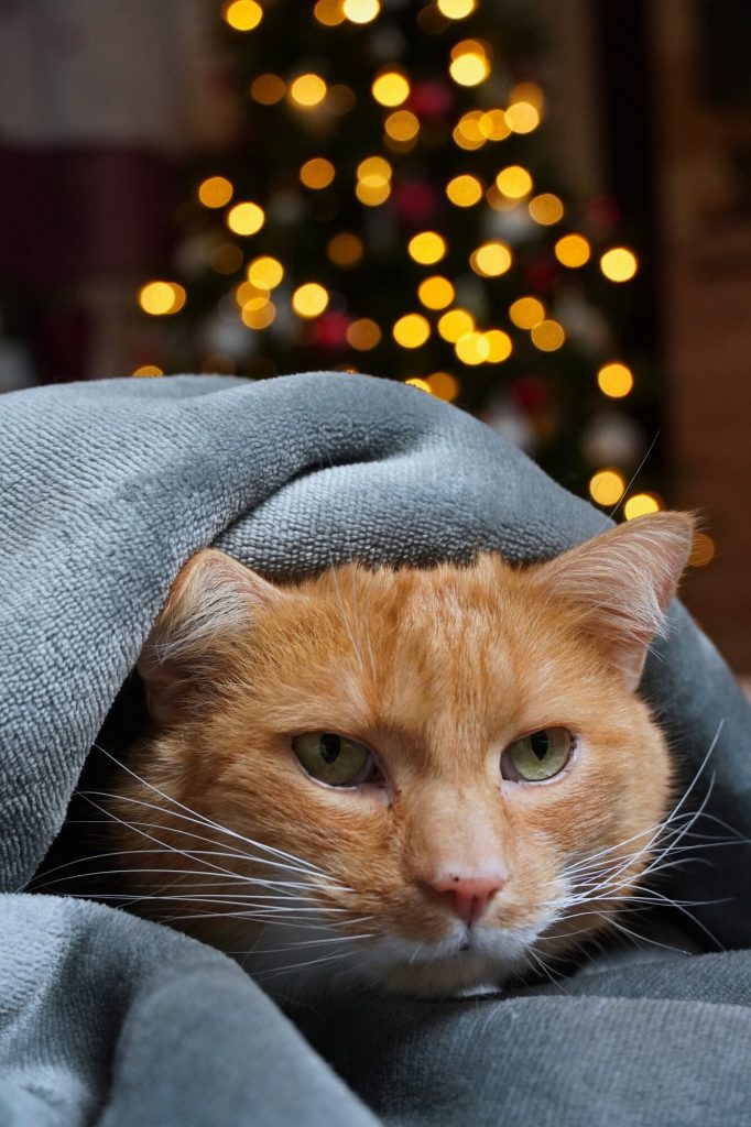 Anxious and Scared Cat
